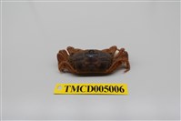 藏品(隆背大眼蟹)的圖片